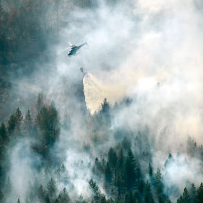 Skogsbrand i Sverige
