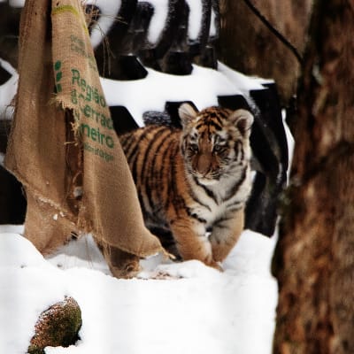 Amurgtigerunge i snön vid en trasig säck.