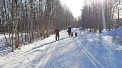 Skidåkare och hundrastare sida vid sida.