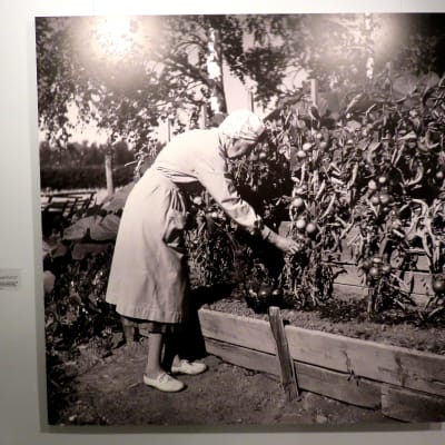 Aino Sibelius i trädgården på Ainola