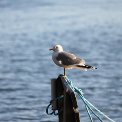 En fiskmås
