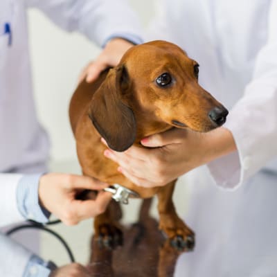En tax-hund står på ett undersökningsbord omgiven av två veterinärer vara ev lyssnar på hundens lungor med ett stetoskop.