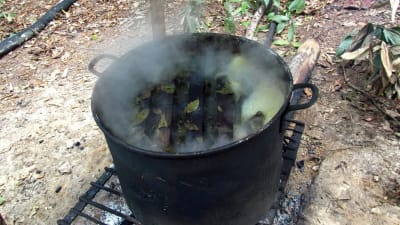 En gryta med den psykedeliska drycken ayahuasca i.