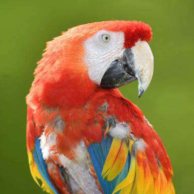 Papegojan från Pippi på de sju haven, Douglas har dött. 
