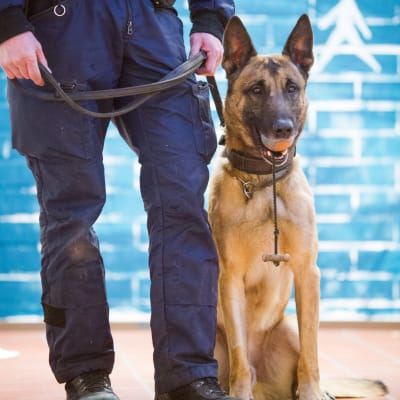 Polishund och polis
