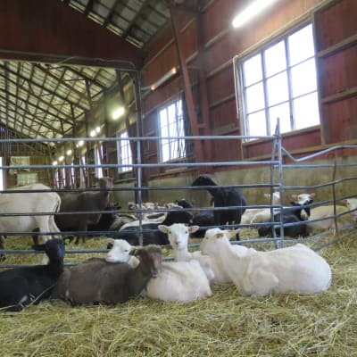 Vita, svarta och bruna får som ligger och står inne i ett fårhus med halm på golvet. Alla ser mer eller mindre mot kameran.