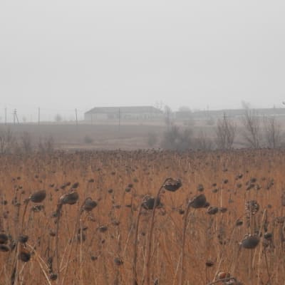 Ett solrosfölt som inte skördats i östra Ukraina