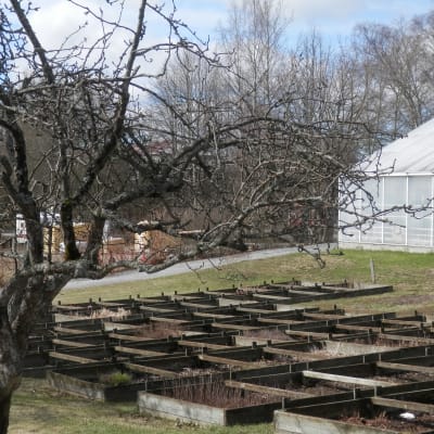Stadsträdgårdens växthus i Jakobstad