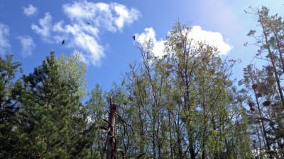 Skarvar, närbild. byön