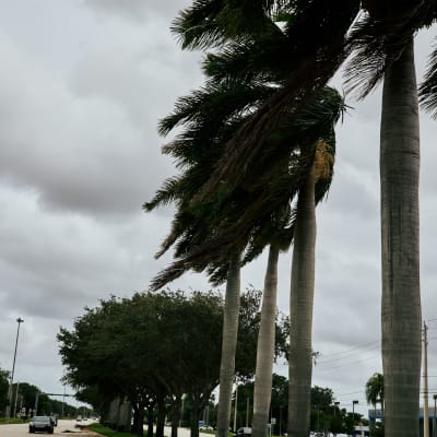 Palmträd i vinden.