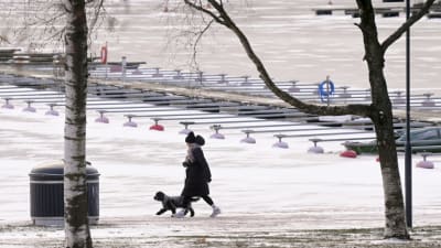 En kvinna rastar sin hund i vintervädret i Hagnäs i Helsingfors.