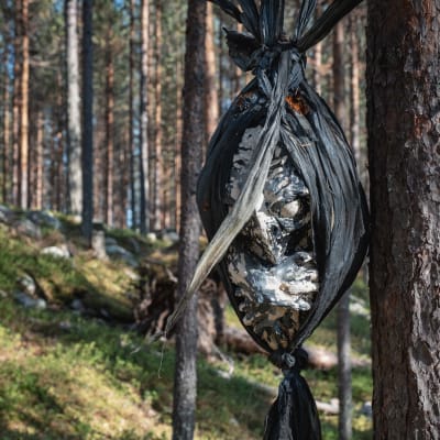 Puusta roikkuu mustaan muoviin kääritty lintua muistuttava olio