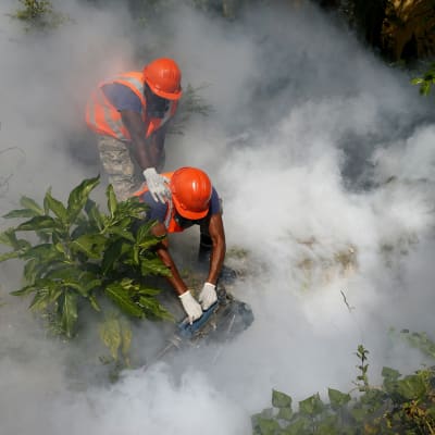 Besprutning i Dominikanska republiken i syfte att avlägsna zetavirus hos myggor.