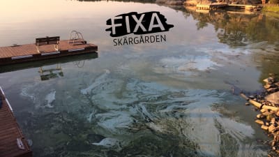 Alger i en vik