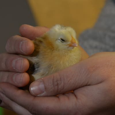 En gul kyckling i en hand.