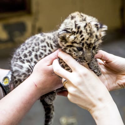 Sällsynt amurleopard född i Högholmens djurpark i Helsingfors