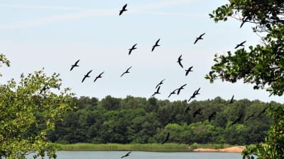 Flygande skarvar