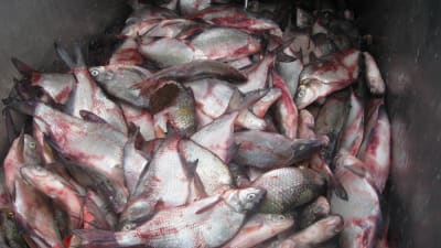 Så kallad skräpfisk