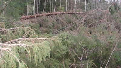 Elledningar drogs ner i Manngård då träd föll i stormen Dagmar.