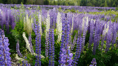 Lupiner