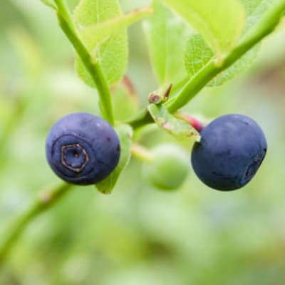 Bilberry or European blueberry