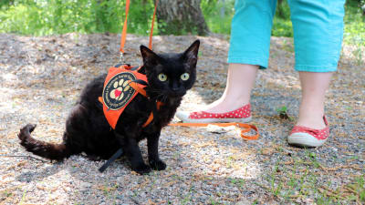 En svart, kopplad katt med en sele på där det står "Finlands lurviga kompisar".