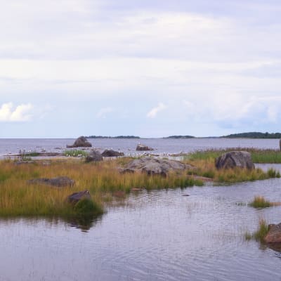Decimerad måskoloni denna sommar.