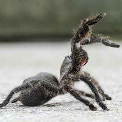 Luoteis-Iranista löydetty uusi hämähäkki kävelee kalliolla.