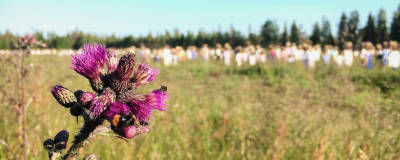 Violetti ohdake, jossa ampiaisia, taustalla pellolla epätarkkana Hiljaisen kansan hahmoja.