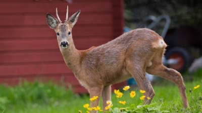 Rådjur på gård.