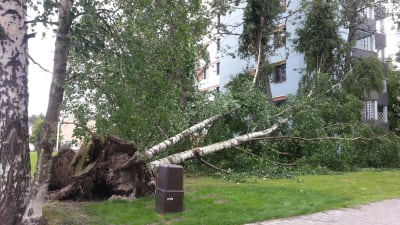 Träd föll i storm i Vasa