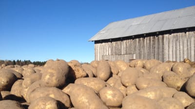 Nyligen upptagen potatis på vagn