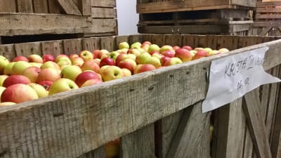 Äpplen ligger och väntar på att bli saft.