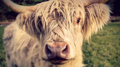 En blond, mycket hårig ko av rasen highland cattle stirrar in i kameran på nära håll.