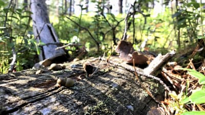 Ett murket träd ligger i skogen, små svampar och lave på ytan. Solen skiner. Sommar och grönt i bakgrunden.