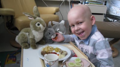 Sexåriga Todde som har leukemi på sjukhus glatt krafsande sina mjukisskaniner vid matbordet.