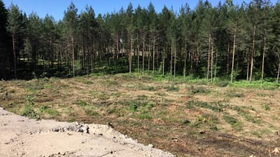 Avverkad skog, spår av skogsmaskin syns. Sommar, sol.