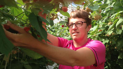 Yvonne Hammar odlar hallon i växthus