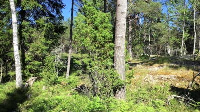 Skog med löv- och barrträd, det syns lite berg och blå himmel. Sol, sommar.