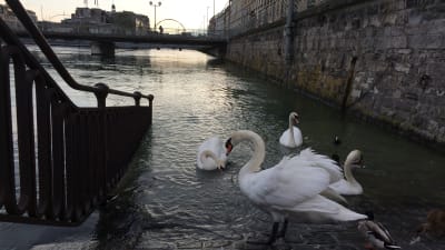 Fåglar vid vattendrag i Geneve
