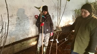 Svetlana Bõstrov och Ellen Asumets sorterar in äppelplantorna i tätt packade rader. 