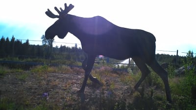 Älg på viltbro.