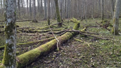 omkullfallna träd i skogsmiljö