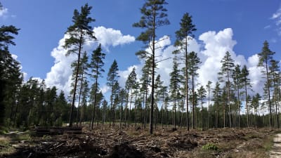 En avverkad skog, tallar står kvar glest. Marken är bearbetad. Solen skiner