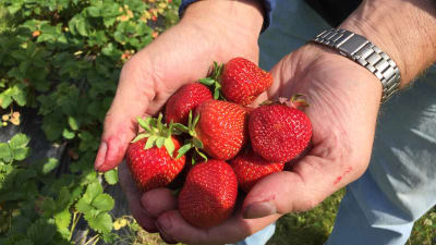 En handfull jordgubbar.