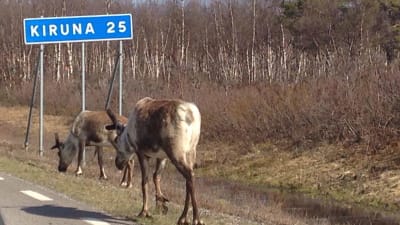 Två renar går längs en vägkant vid en skylt med texten Kiruna 25.