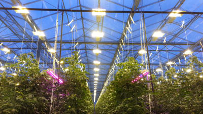 Traditionella högtrycksnatriumlampor och moderna LED-lampor i ett växthus