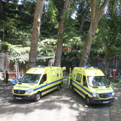 Åtminstone två ambulanser kallades till platsen då ett träd föll under en religiös högtid på Madeira.