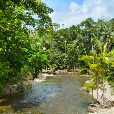Vattendrag i regnskogsområdet Daintree i Queensland, Australien.