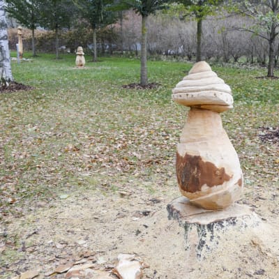 tre stubbar i Thurmansparken har blivit svampar.